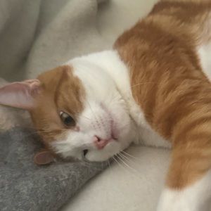 Meet your Posher, Taylor